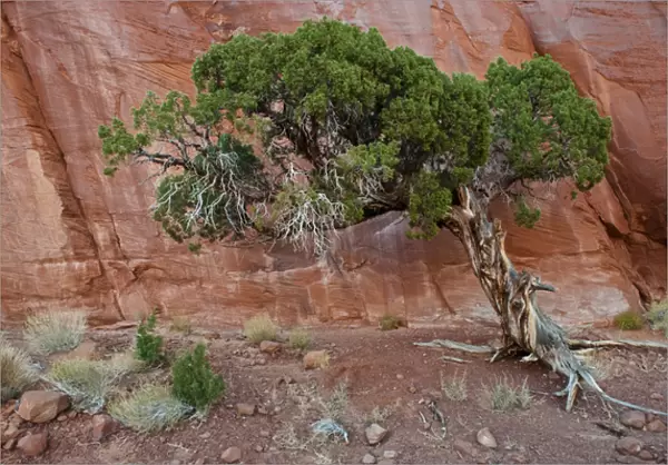 USA, Utah, Monument Valley Navajo Tribal Park. Old juniper tree survives in barren land