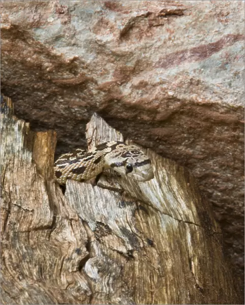 USA, Utah, Zion National Park. Close-up of gopher snake in dead tree trunk. Credit as