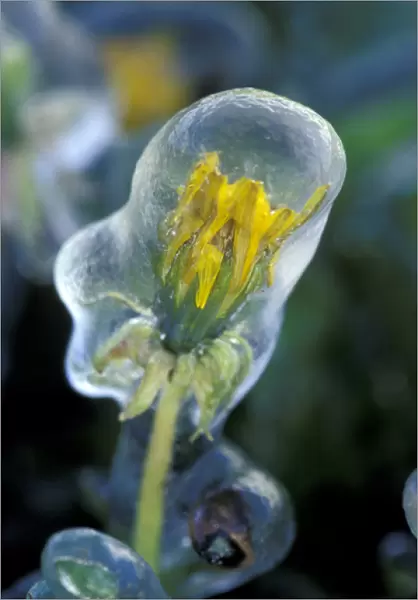 NA, USA, Utah, Lyman Ice-encased dandelion