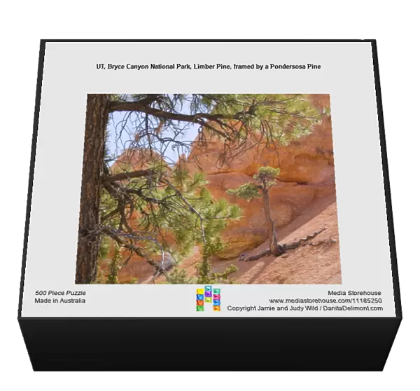 UT, Bryce Canyon National Park, Limber Pine, framed by a Pondersosa Pine