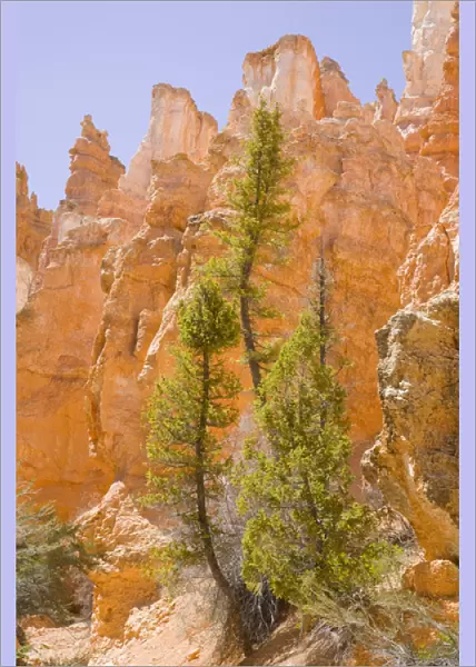 UT, Bryce Canyon National Park, Pine trees and soft reflected light