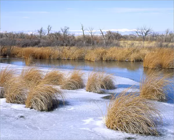 UTAH. USA. Frozen slough along Duchesne River in winter. Uinta Basin
