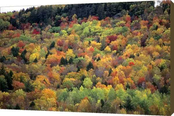 Colorful fall foliage in Vermont