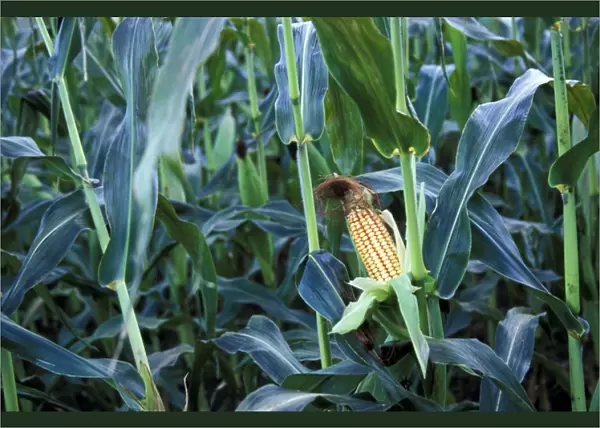 North America, United States, Vermont, Woodstock. Corn cob stalk