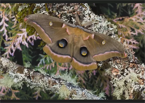 Sammamish, Washington silk moth Antheraea polyphemus from North America