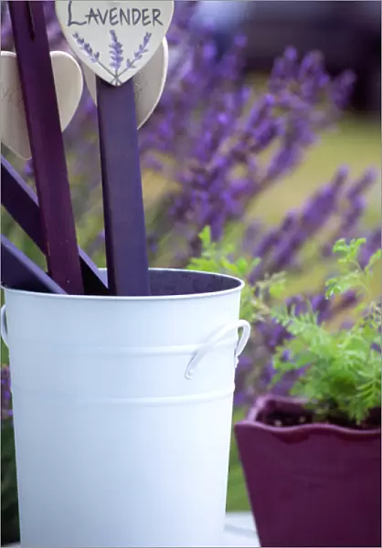 NA, USA, Washington, Lavender signs in buckets at a lavender farm in Sequim