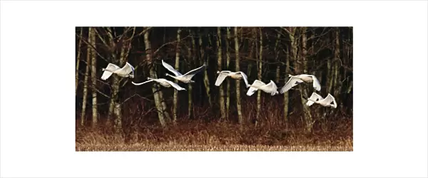 Seven Trumpeter Swans (Cygnus buccinator) flying in afternoon light with deciduous