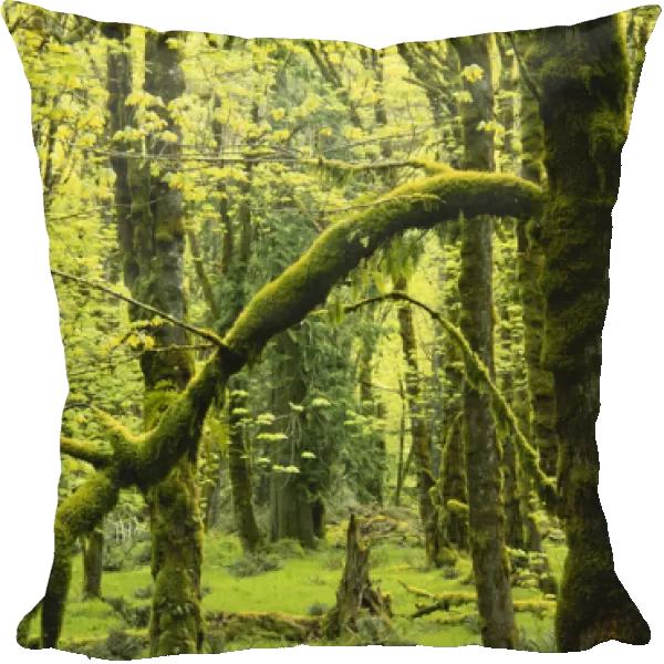 Washington, Olympic National Park, Lush mossy trees in rainforest