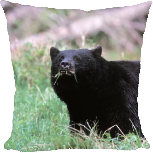 black bear, Ursus americanus, eating grass in the rainforest, Olympic National Park