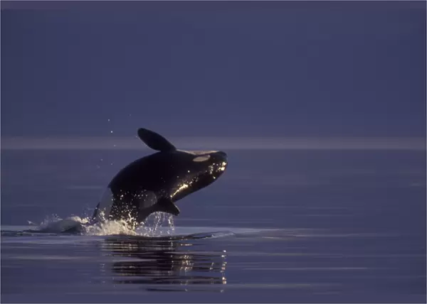 Breaching Orca Killer Whale (Orca orcinus) near San Juan Island, WA State, USA