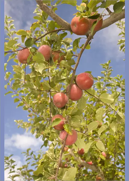 USA, Washington State, Yakima Valley. Jonagold Apples on Trees