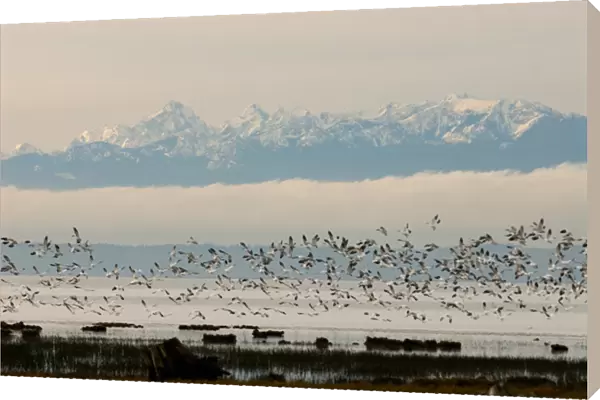 North America, USA, WA, Skagit River Delta. Snow Geese (Chen caerulescens) take