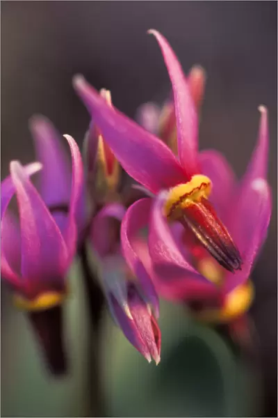 North America, USA, Washington, Methow Valley. Few-flowered Shootingstar (Dodecatheon
