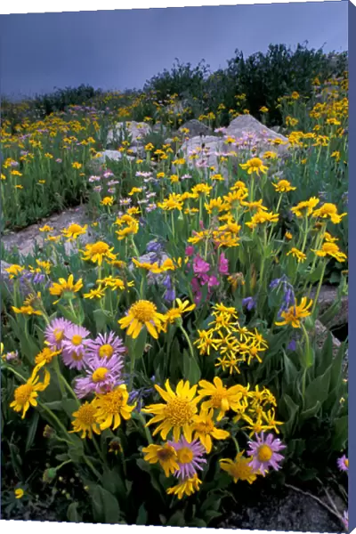 NA, USA, Wyoming, Yellowstone NP Wildflowers - aster, paintbrush, bluebells, groundsel
