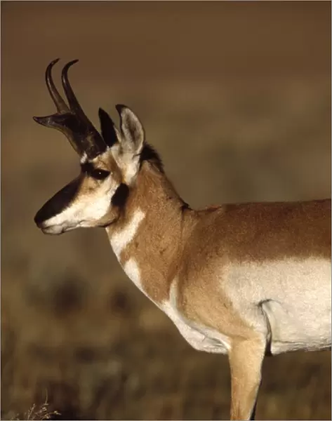 Pronghorn antelope in Grand Teton National Park