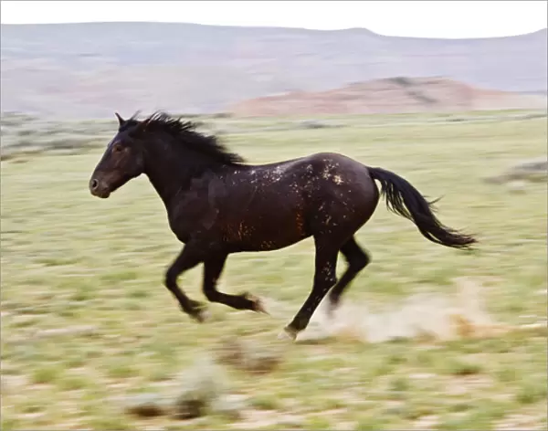 Feral Horse (Equus caballus) running and kicking up dust in the high, sagebrush country
