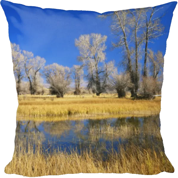 USA, Wyoming, Evanston, Bear River, Reflections of trees and rushes in river