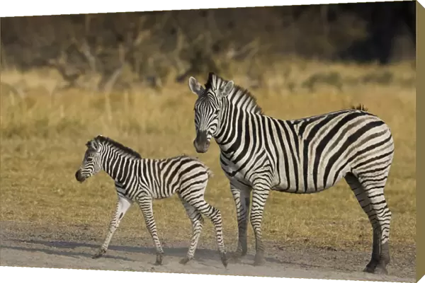 Okavango Delta, Botswana. Plains Zebra: mother and child