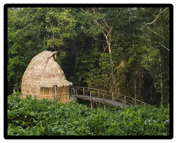 Guest cabin, Ngaga Camp, Republic of Congo (Congo - Brazzaville), AFRICA