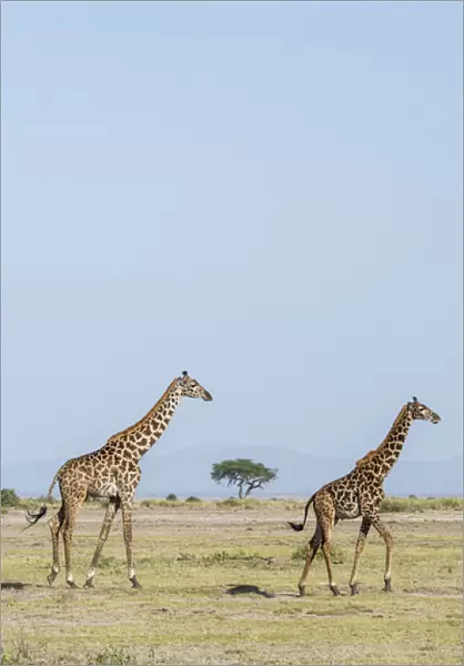 East Africa, Kenya, outside Amboseli National Park, Msai giraffe (Giraffa camelopardalis