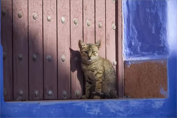 Africa, North Africa, Morocco, Chechaouen, Domestic Cat (Felis catus) kitten sitting