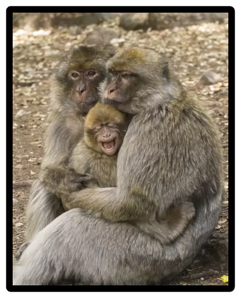 Morocco, High Atlas Mountains. Adult Macaque monkeys console their crying baby