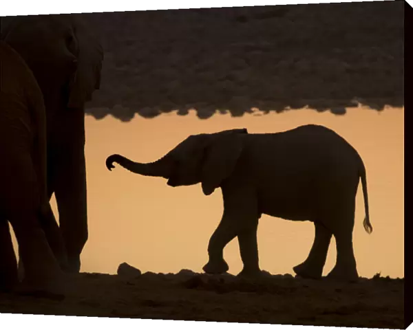 Africa, Namibia, Etosha National Park. Silhouette of baby elephant at sunset. Credit as