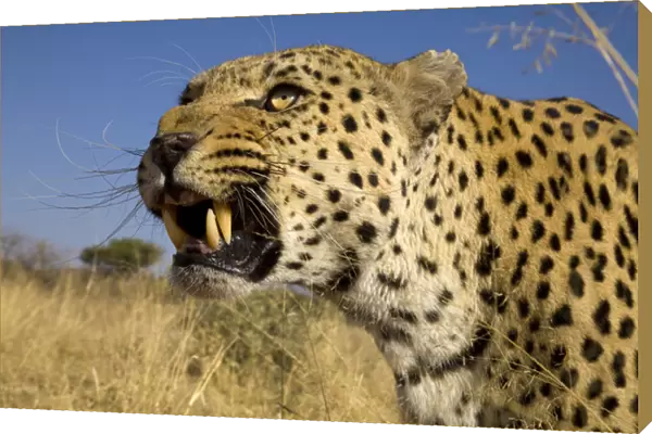 Africa, Namibia. Leopard snarling. Credit as: Jim Zuckerman  /  Jaynes Gallery  /  DanitaDelimont