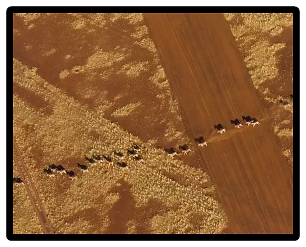Namibian Desert. Herd of Plains Zebra run in single file across an airstrip