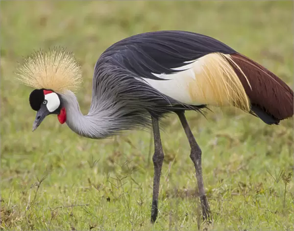 Endangered Grey-crowned crane (Balearica regulorum) crouches down in grassy area