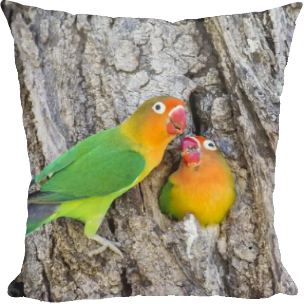A Fischers Lovebird (Agapornis fischeri) feeds its mate in a cavity nest, while