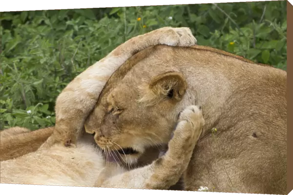 Lion cub grasps the head of lioness, while she licks his chest, close up, Ngorongoro