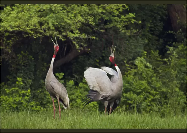 Indian Saras Crane, giving unison call, Keoladeo National Park, India
