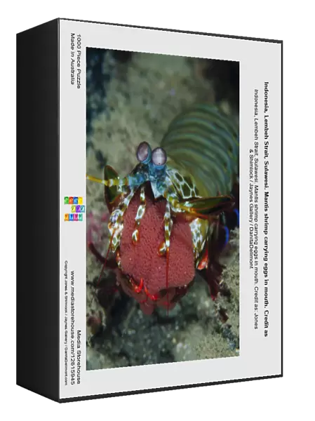 Indonesia, Lembeh Strait, Sulawesi. Mantis shrimp carrying eggs in mouth. Credit as