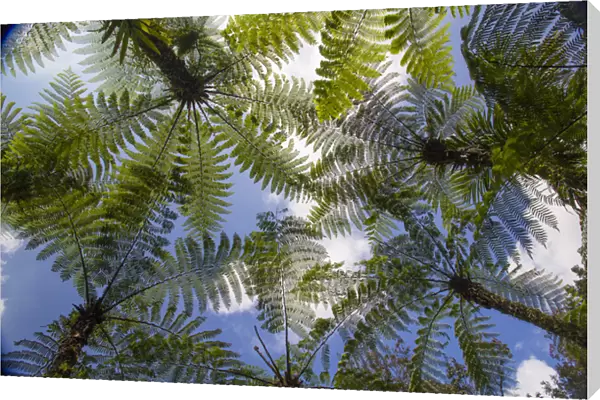 Asia, Indonesia, Bali. Palms reach to the sky at Eka Karya Botanic Garden, also known