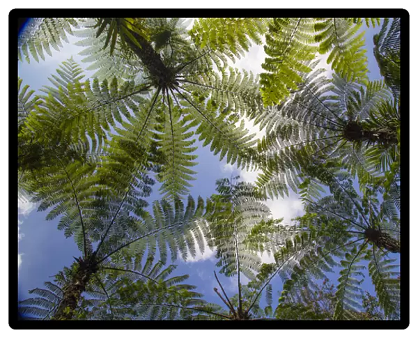 Asia, Indonesia, Bali. Palms reach to the sky at Eka Karya Botanic Garden, also known
