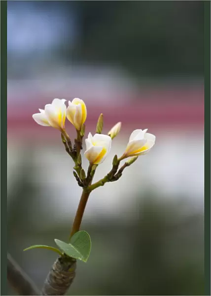 A thailand flower