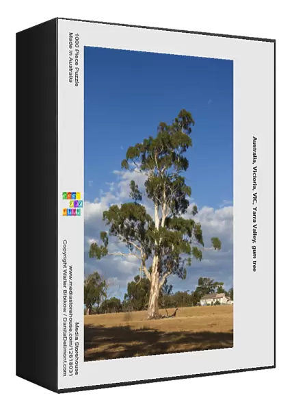 Australia, Victoria, VIC, Yarra Valley, gum tree