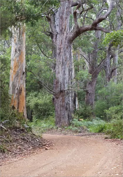 Australia, Western Australia, The Southwest, Walpole, giant tingle trees