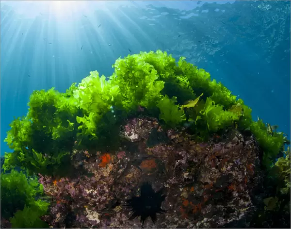 Sunrays shine on kelp through clear water near Poor Knights Islands, North Island