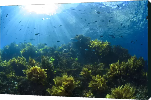 Sunrays shine on fish and kelp through clear water near Poor Knights Islands, North Island
