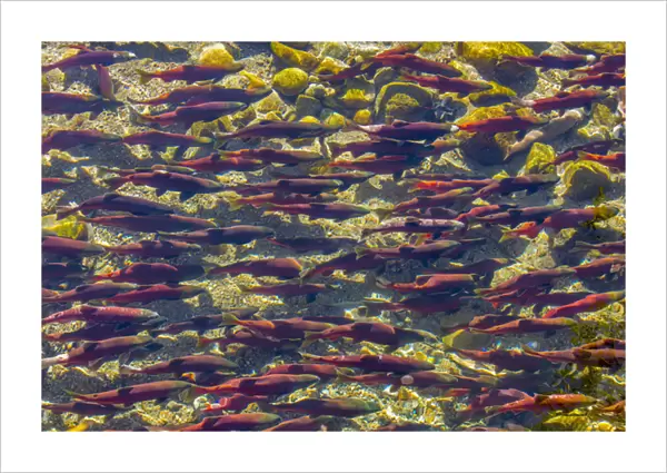 Kokanee salmon head upstream in spawning grounds in British Columbia, Canada