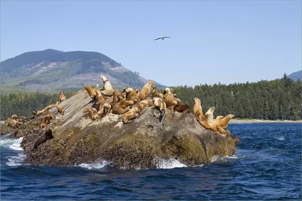 Canada, Pacific Rim National Park Reserve; West Coast Trail, Steller Sea Lions; also