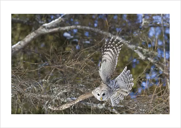 Canada, Quebec, Beauport. Great gray owl flying