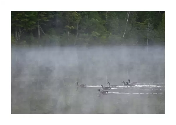Canada, Quebec. Canada geese in fog. Credit as: Gilles Delisle  /  Jaynes Gallery  /  DanitaDelimont