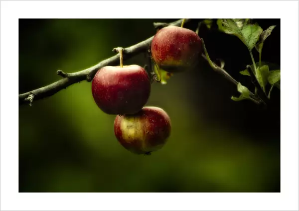 Red apples hanging from branch stilllife