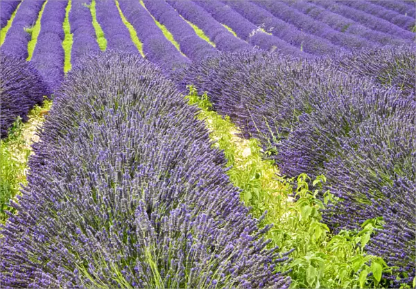 Europe; France; Provence; Patterns in the Lavender field near Roussillon