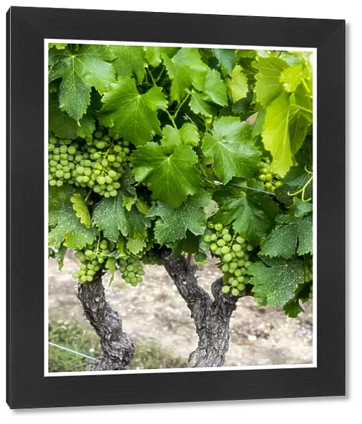 Europe; France; Provence; French vineyard on rolling Hillside