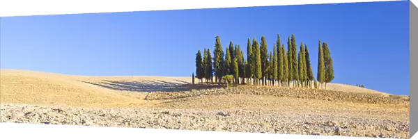 Italy, Tuscany. Cypress grove panoramic. Credit as: Gilles Delisle  /  Jaynes Gallery