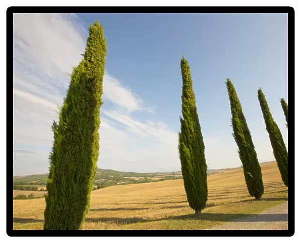 Italy, Tuscany. Road and cypress trees. Credit as: Gilles Delisle  /  Jaynes Gallery  /  DanitaDelimont